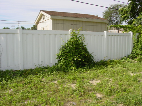./Gallery/2011 Bennet Lot Tree Removal/DSC06435.JPG